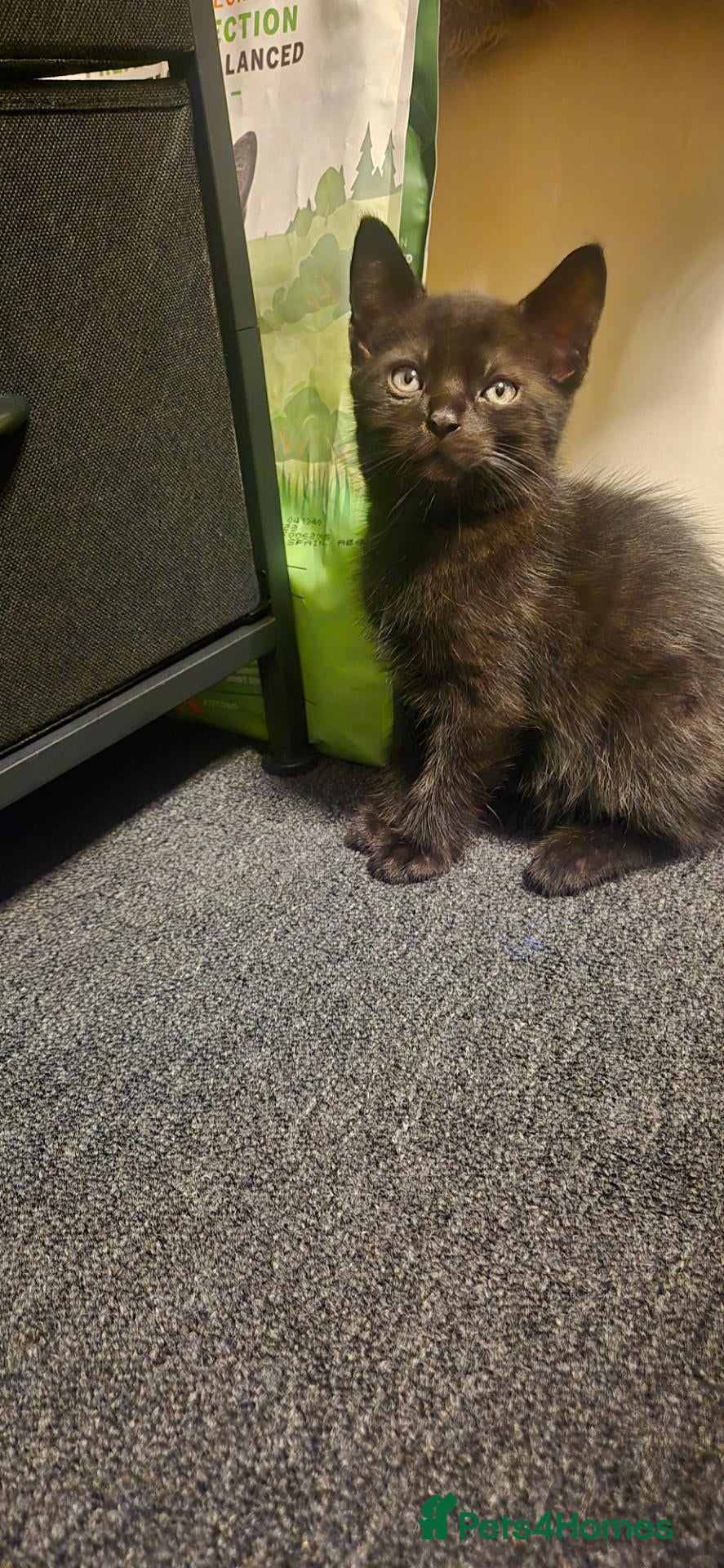 Mixed Breed cats 2 male and 1 female kittens, ready now - Advert 11