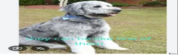 Goldendoodle dogs for sale: F1B Rare black standard Goldendoodle North Wales  - Advert 19