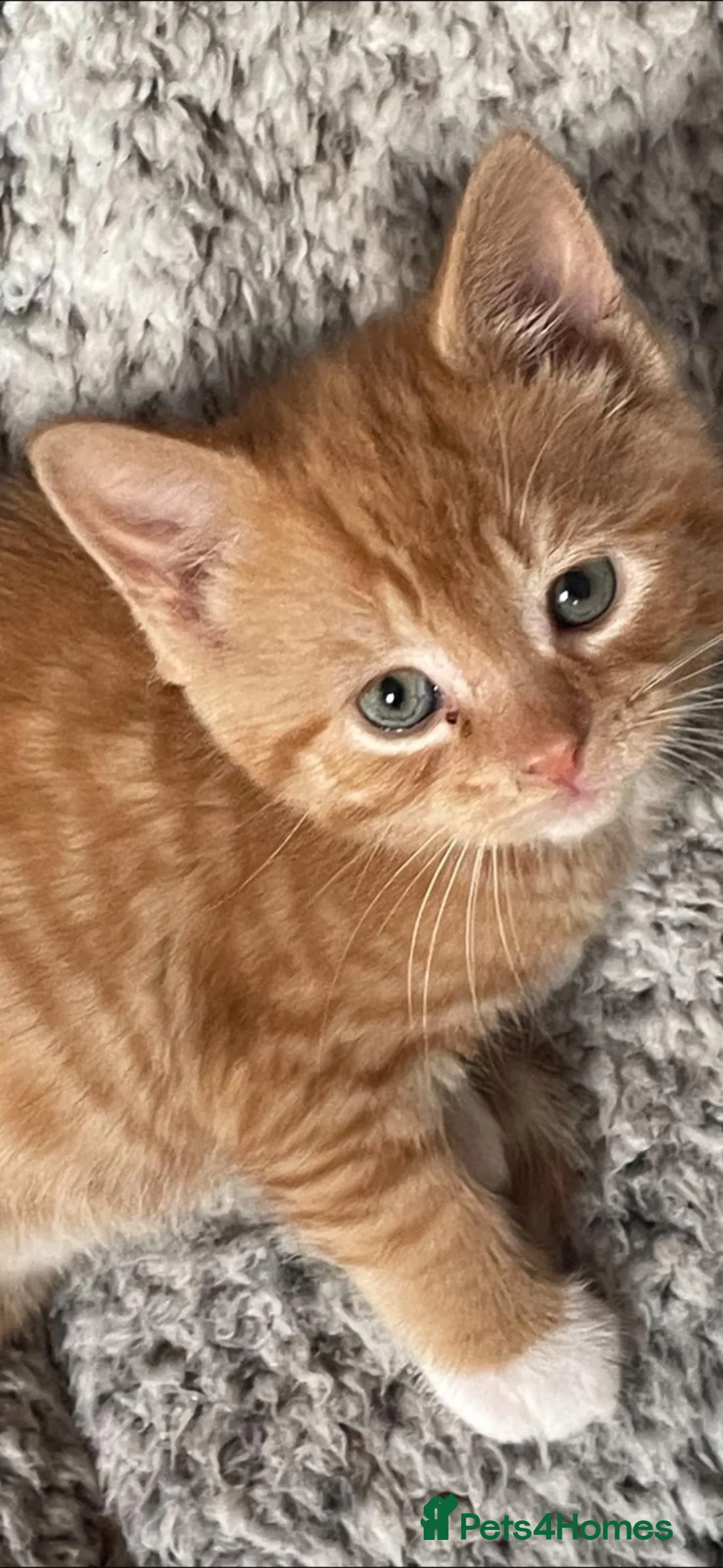 Mixed Breed cats for sale: Adorable kittens awaiting their forever homes  - Advert 1