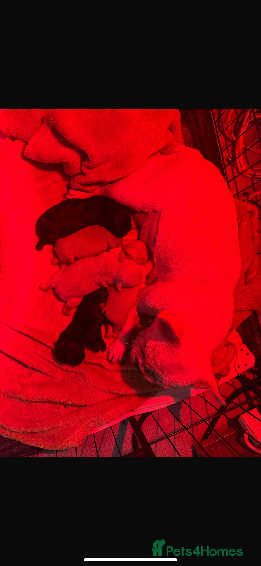 French Bulldog dogs for sale: Beautiful French Bulldogs Males  - Advert 6