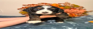 Bernedoodle 6