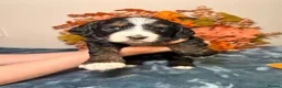 Bernedoodle dogs for sale: F1 tri-color bernedoodle pups - Advert 4