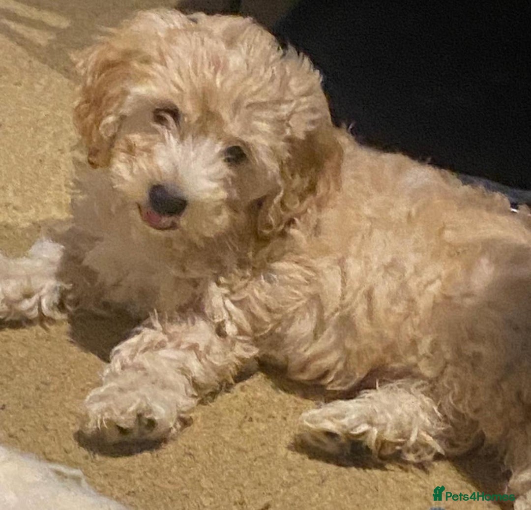 Mixed Breed dogs for sale: Toy Cockapoo puppies - Image 8