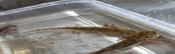 Axolotl reptiles for sale: Axolotl in Spalding - Advert 4