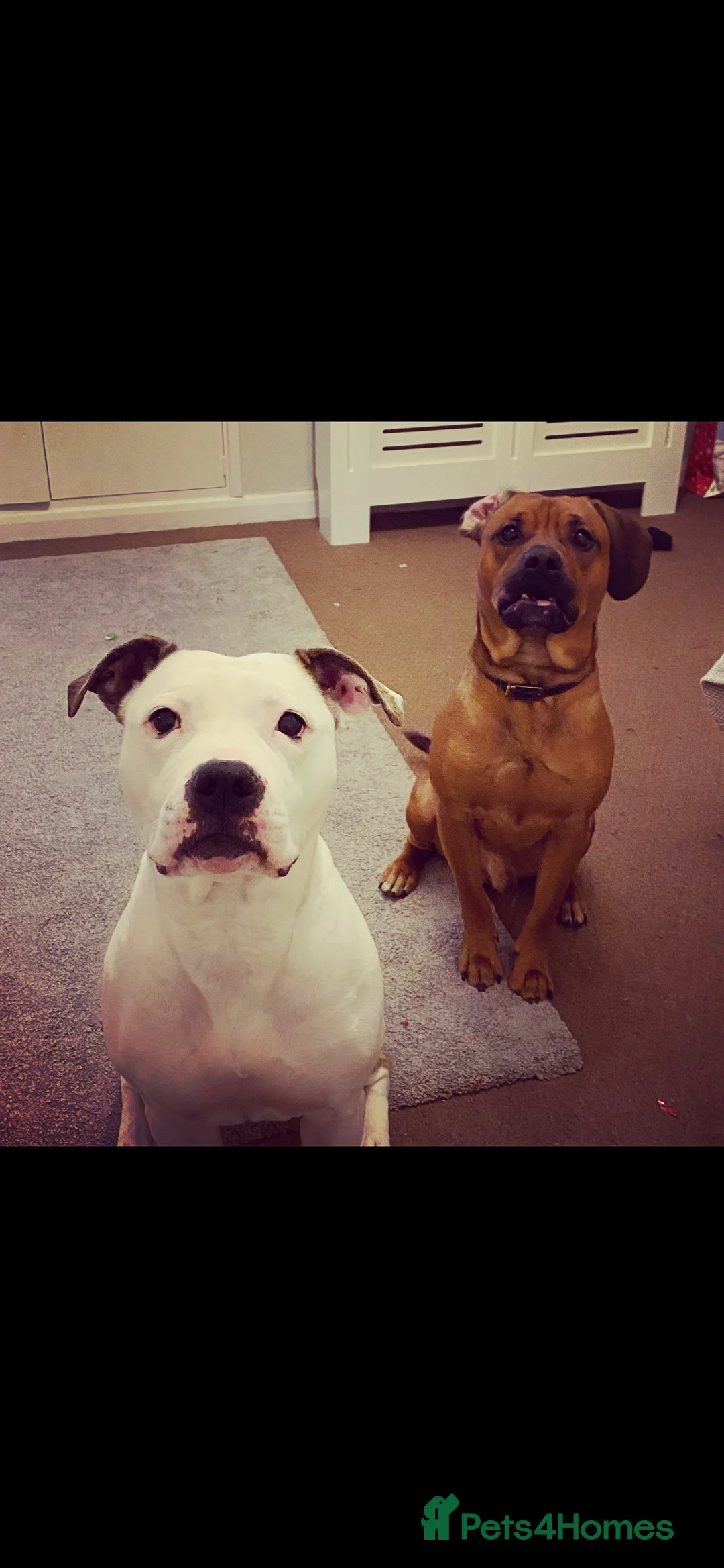 Mixed Breed dogs for sale: Loving home needed - Advert 1