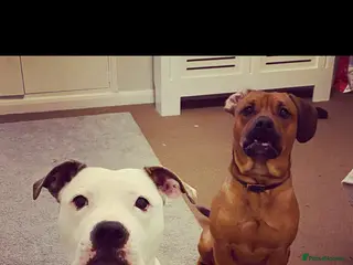 Mixed Breed dogs Loving home needed - Advert 10