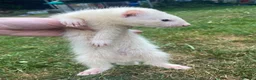 Ferret rodents for sale: Ferrets for sale  - Advert 8