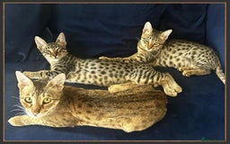 Savannah cats for sale: Beautiful F6 SBT Brown spotted Savannah Betty - Advert 3