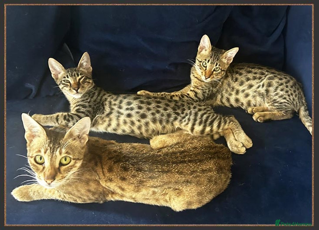 Savannah cats for sale: Beautiful F6 SBT Brown spotted Savannah Betty - Advert 3