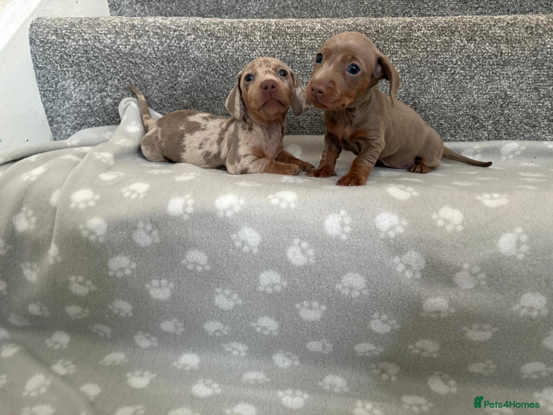 Dachshund dogs for sale: Dachshunds - Image 4