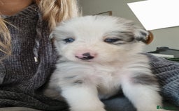 Border Collie dogs for sale: Border collie puppies with KC registered parents - Image 13