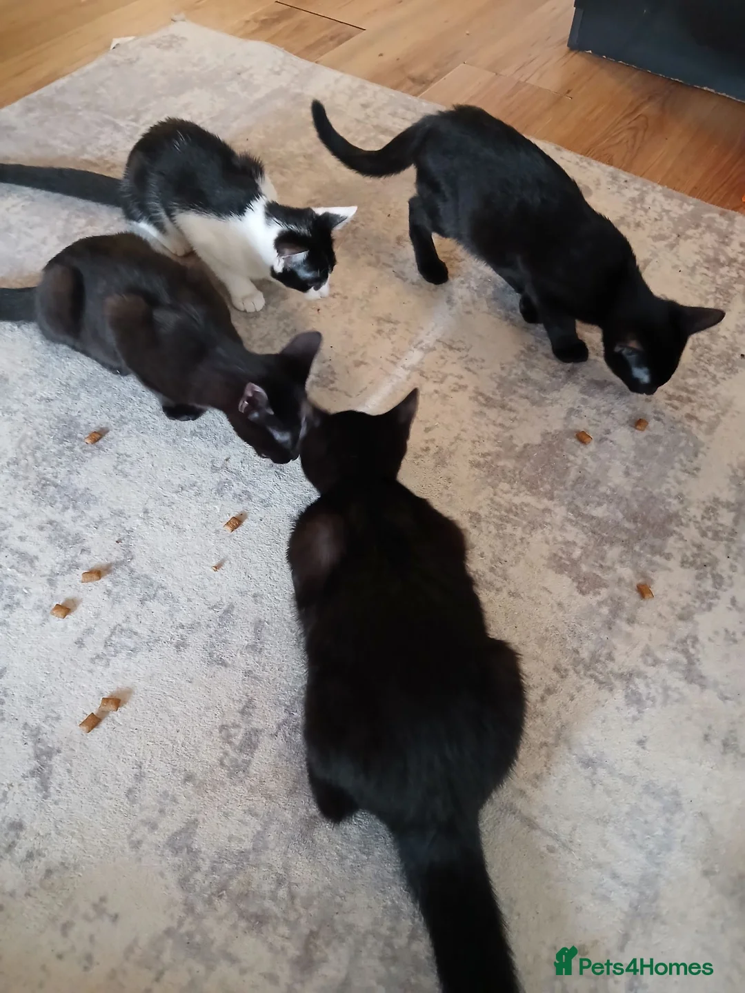 British Shorthair cats for sale:  4 beautiful kittens - Advert 14
