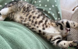 Mixed Breed cats for sale: Amazing, beautiful girl looking for home💕💕 - Image 13