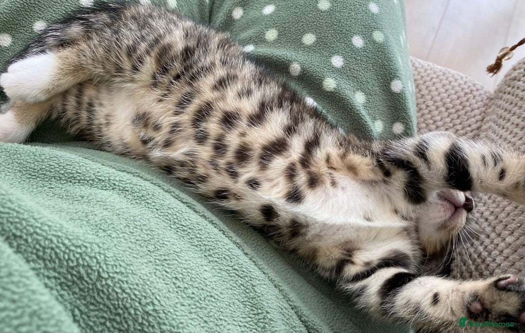 Mixed Breed cats for sale: Amazing, beautiful girl looking for home💕💕 - Image 13