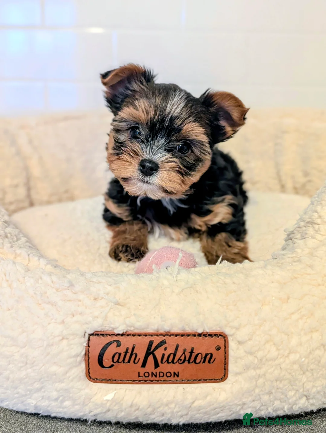 Yorkshire Terrier dogs for sale: Little bundles of joy available  - Advert 13