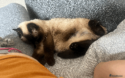 Siamese cats for sale: oft and Sweet cat to adoption for £0 - Image 2
