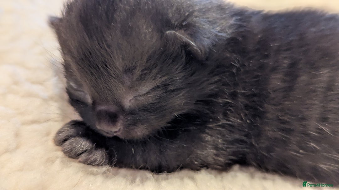 Mixed Breed cats for sale: Beautiful litter of kittens - Image 18