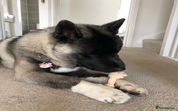 Akita dogs for sale: 4 year old Akita  - Image 27