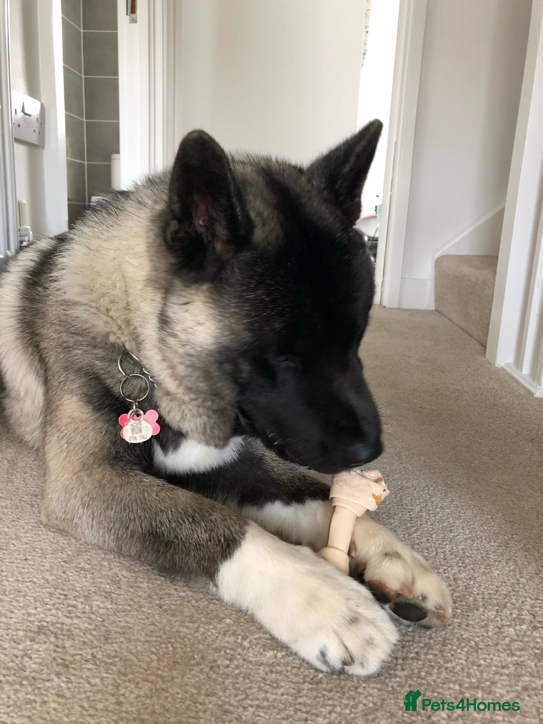 Akita dogs for sale: 4 year old Akita  - Image 27