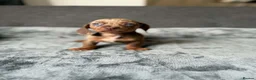 Dachshund dogs for sale: Miniature Dachshund  - Advert 9