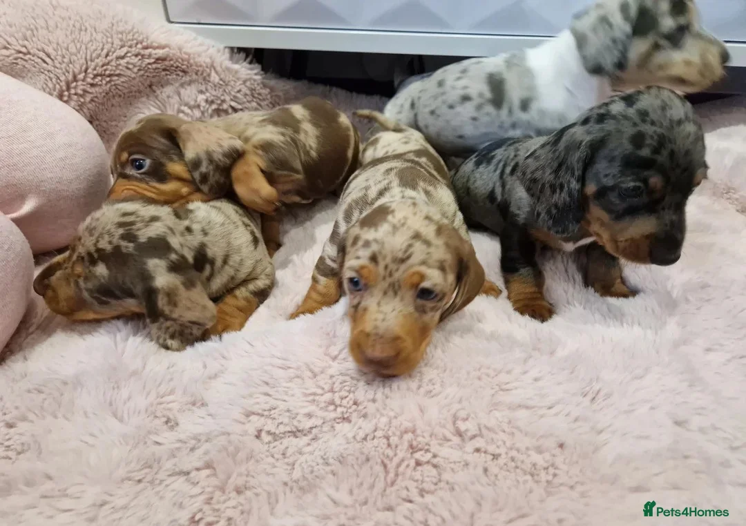 Miniature Dachshund dogs for sale: Lovely Miniature Dachshund Puppies! - Advert 1
