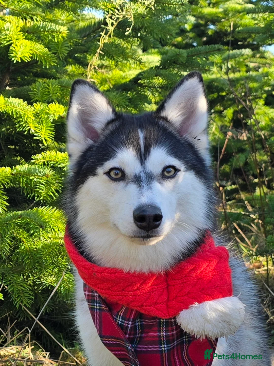 Pomsky dogs for sale: Pregnancy Announcement  in Bournemouth - Advert 2