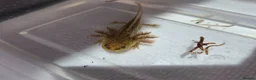 Axolotl reptiles for sale: 7 baby axolotls in Sunderland - Advert 4