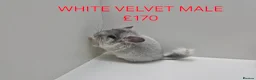 Chinchilla rodents for sale: STUNNING BABIES CHINCHILLA MIX COLOURS AND GENDER  - Advert 3