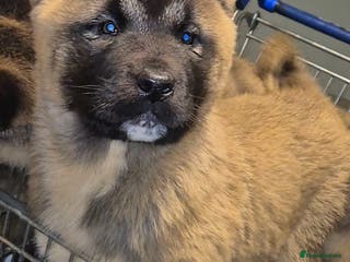 Akita dogs AMERICAN AKITA BLACK MASK BEARS - Advert 3