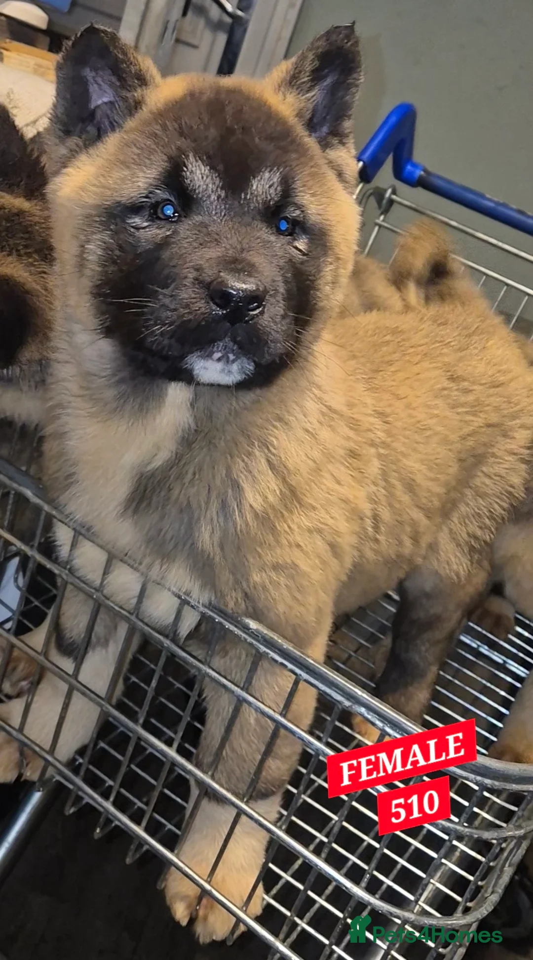Akita dogs for sale: AMERICAN AKITA FEMALES BLACK MASK BEARS - Advert 10
