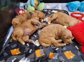 Mini Goldendoodle dogs Miniature F1 Goldendoodle puppies available - Advert 8