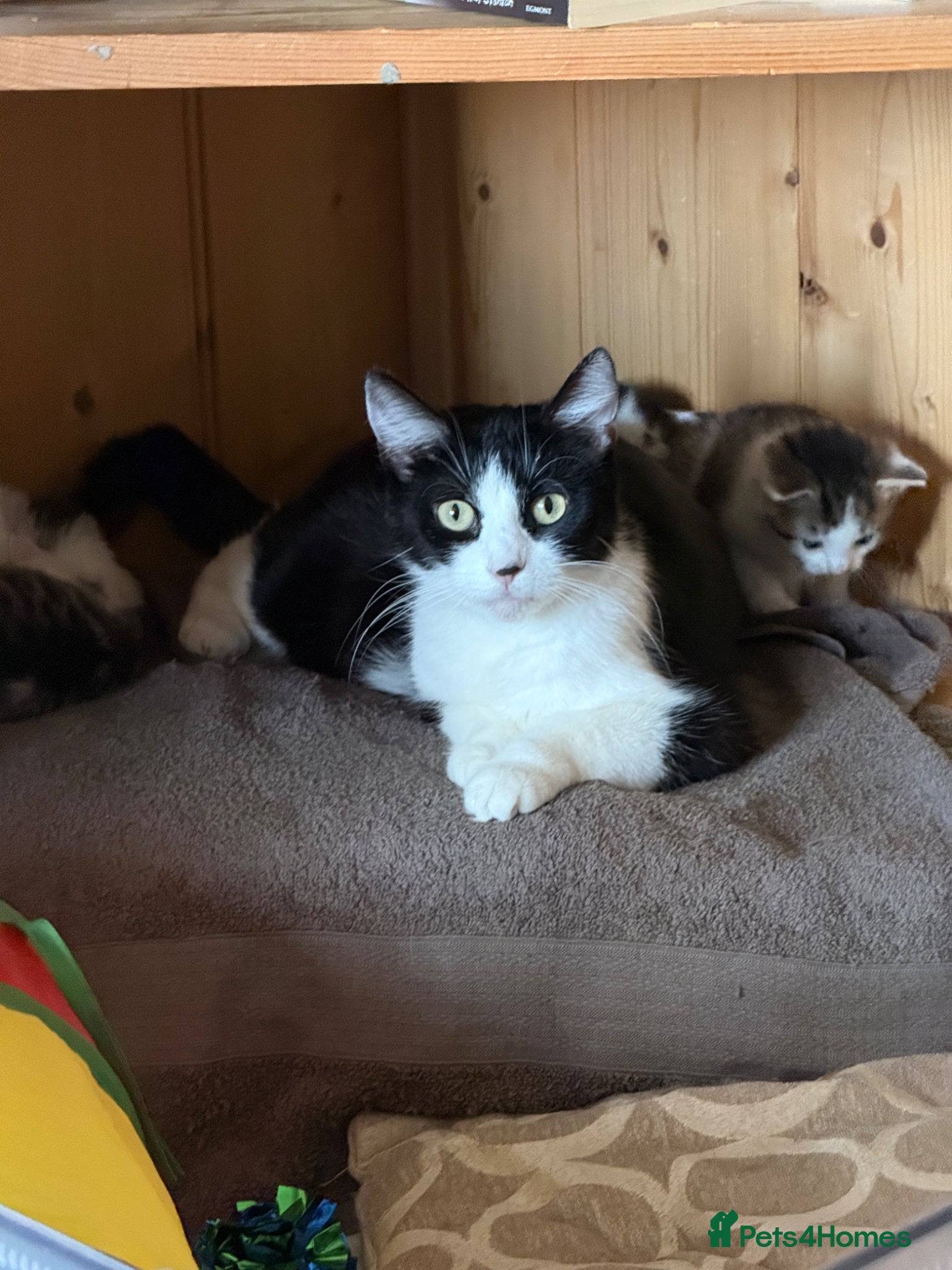 Mixed Breed cats 5 gorgeous kittens for sale.  - Advert 5