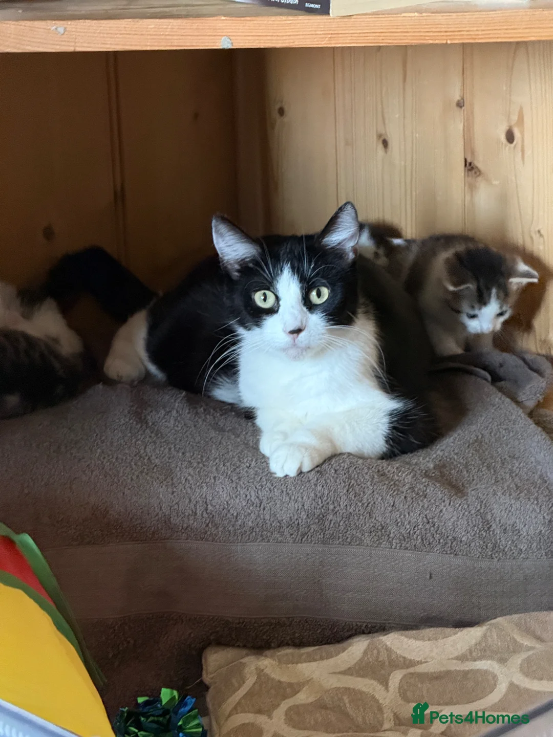 Mixed Breed cats for sale: 5 gorgeous kittens for sale.  - Advert 1