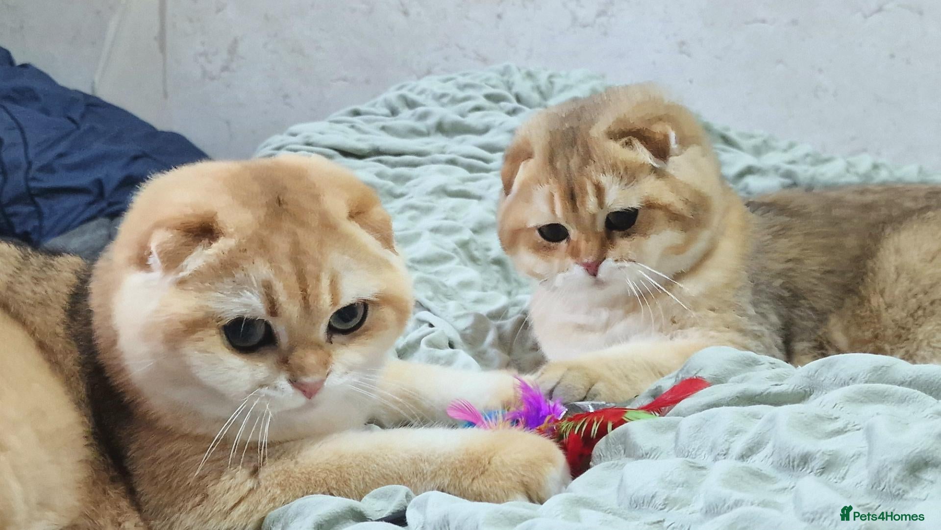 Scottish Fold cats Beautiful show quality scottish fold boys - Advert 1