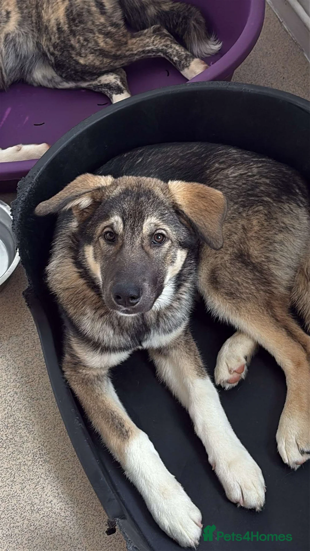 Siberian Husky dogs for sale: Husky Puppy in Northampton - Advert 1