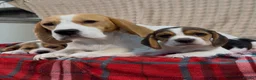Beagle dogs for sale: BEAUTIFUL (SHOW TYPE) BEAGLE PUPPIES READY NOW - Advert 13