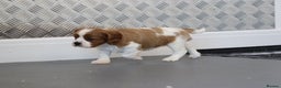 Cavalier King Charles Spaniel dogs for sale: Cavalier King Charles Puppies for sale - Advert 8