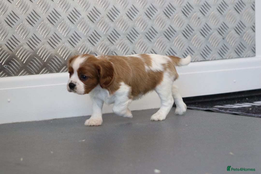 Cavalier King Charles Spaniel dogs for sale: Cavalier King Charles Puppies for sale - Advert 8