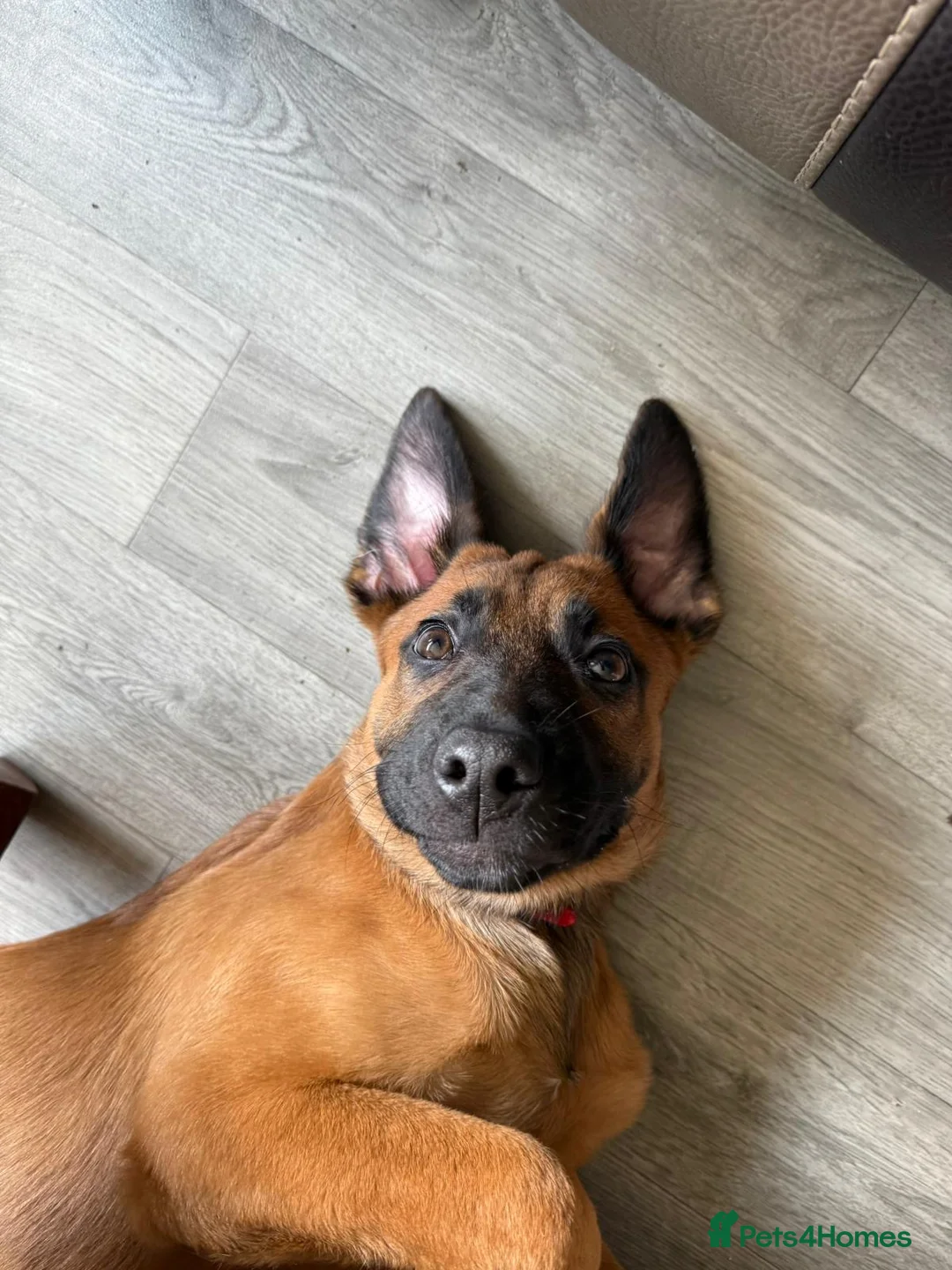 Mixed Breed dogs for sale: 10 puppy’s 6 boys 4 girls ready in 6 weeks  - Advert 1