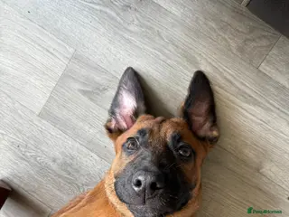 Mixed Breed dogs 10 puppy’s 6 boys 4 girls ready in 6 weeks - Advert 1