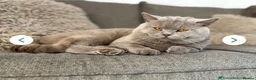 British Shorthair cats for sale: Stunning British Shorthair Kittens -  Ready in May in Holywell - Advert 31