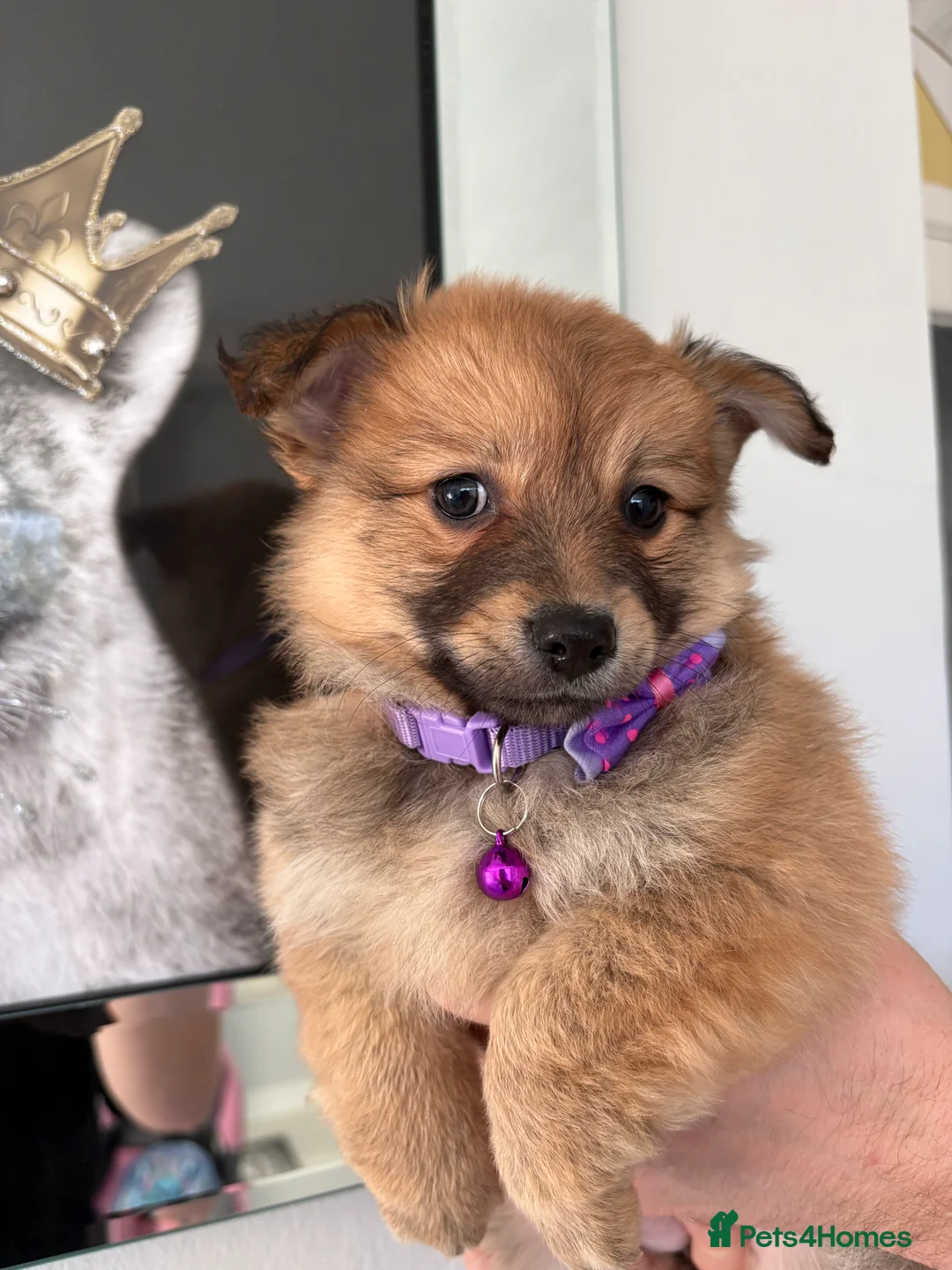 Mixed Breed dogs for sale: Italian volpino x deer head chihuahua puppies  - Advert 8