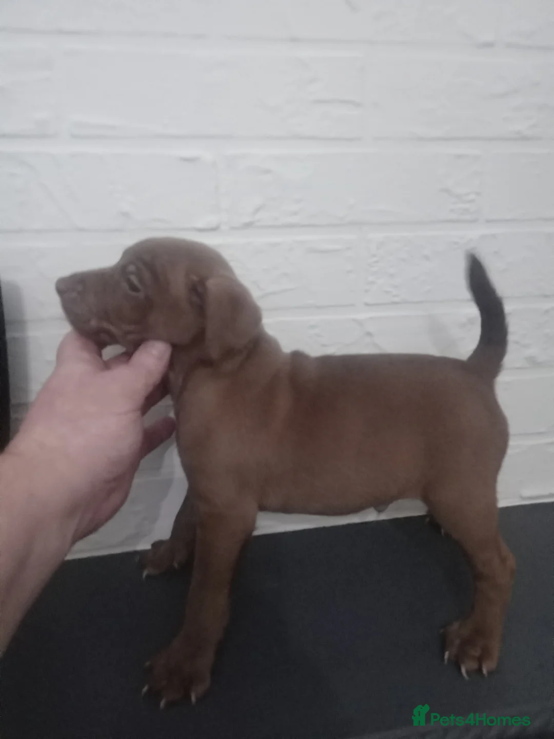 Patterdale Terrier dogs for sale: PATTERDALE PUPS FOR SALE READDY NOW  in Birkenhead - Advert 13