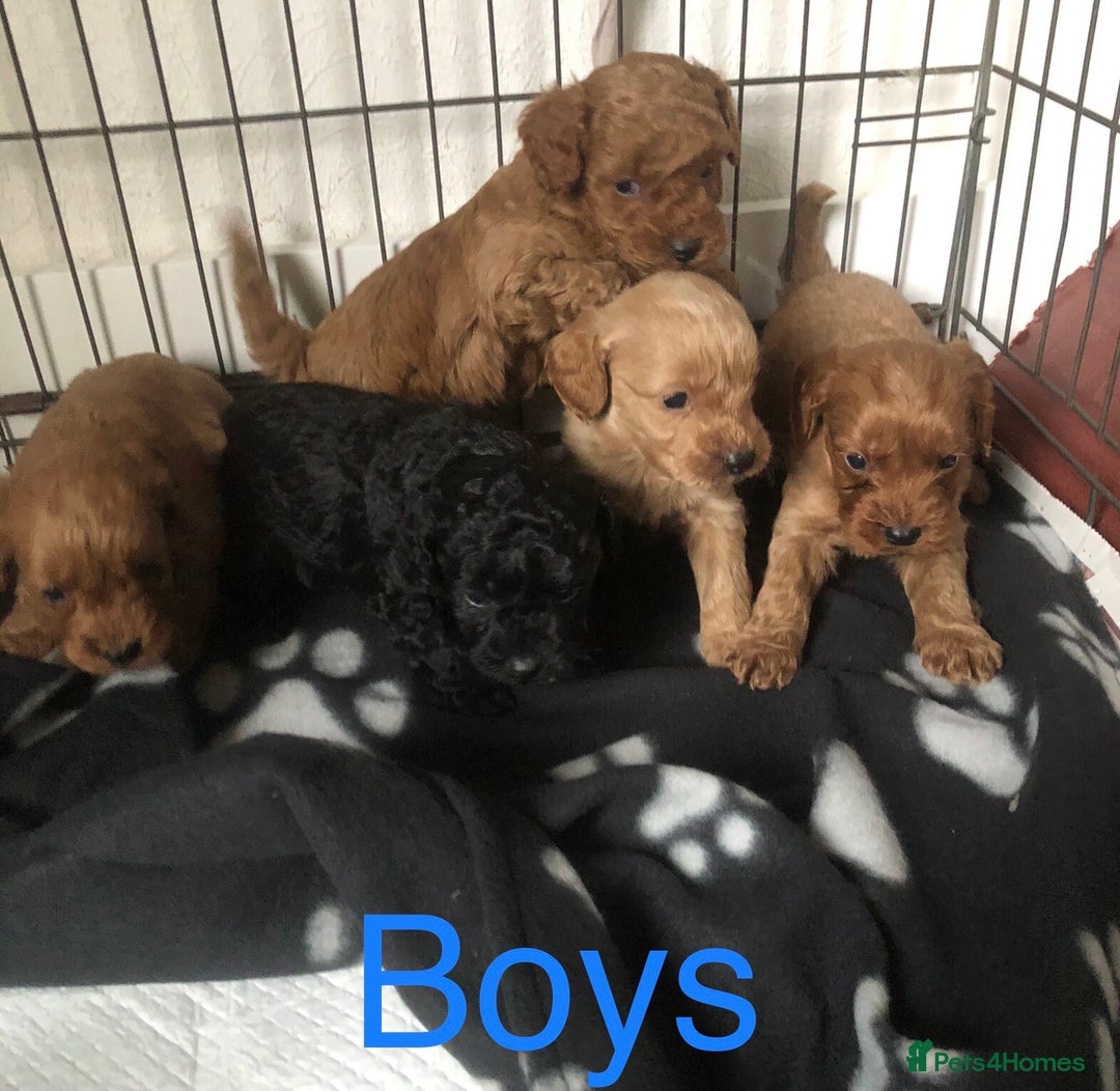 Cockapoo dogs for sale: Stunning Toy cockapoo puppies  - Image 10