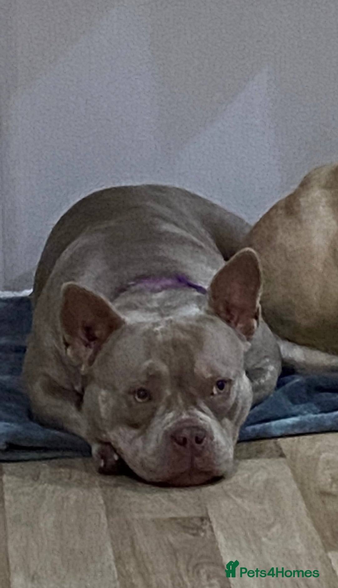 American Bully dogs for sale: Lilac Micro Bully  - Advert 4