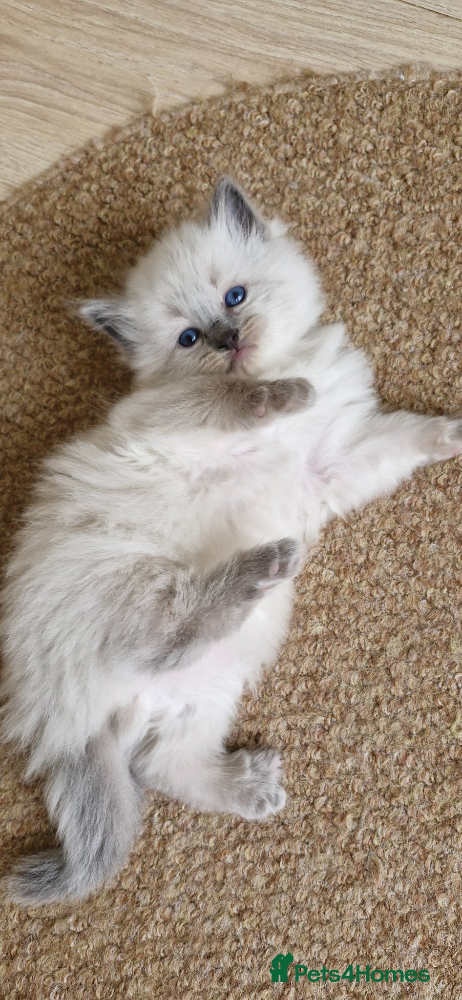 Ragdoll cats One girl left. Ready 2nd June  - Advert 14