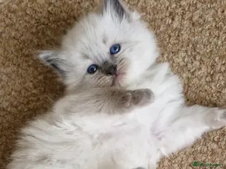 Ragdoll cats One girl left. Ready 2nd June - Advert 14