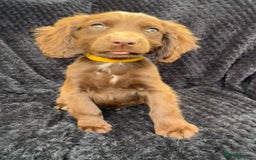 Cocker Spaniel dogs for sale: Beautiful Female Cocker Spaniel Puppies  - Image 3