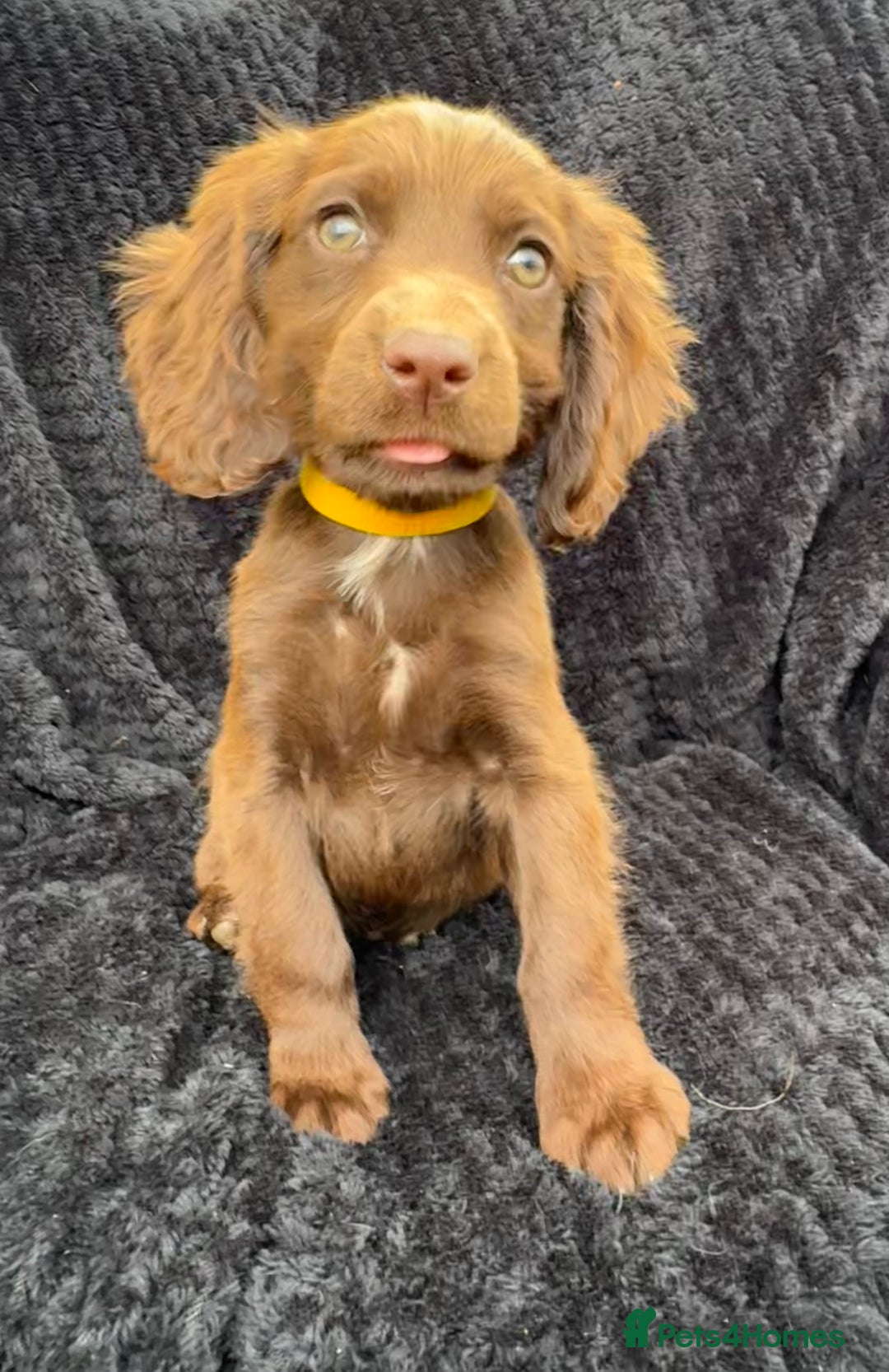 Cocker Spaniel dogs for sale: Beautiful Female Cocker Spaniel Puppies  - Image 3