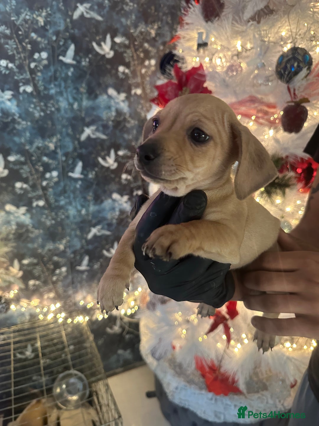 Mixed Breed dogs for sale: Chiwennie puppies  - Advert 7